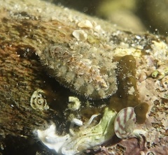 Acanthochitona crinita