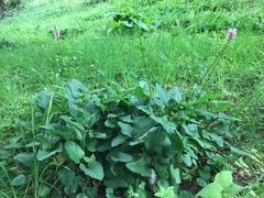 Bistorta officinalis