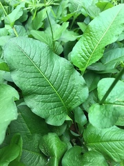 Bistorta officinalis