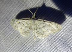 Idaea violacearia