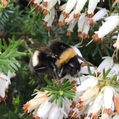 Bombus cryptarum