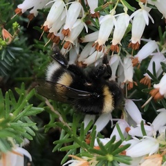 Bombus cryptarum