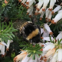 Bombus cryptarum