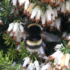 Bombus cryptarum
