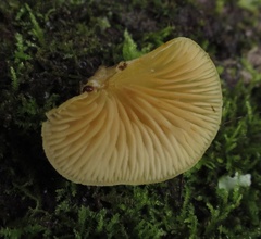 Crepidotus praecipuus