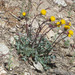 Packera ionophylla - Photo (c) cddowell, algunos derechos reservados (CC BY-NC)