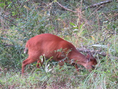Cephalophorus natalensis natalensis