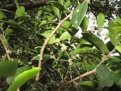 Robsonodendron eucleiforme