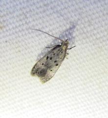 Neodactylota liguritrix