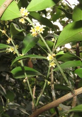 Robsonodendron eucleiforme