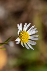 Hysterionica resinosa