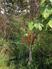 Mucuna monticola