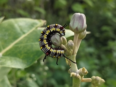 Danaus chrysippus