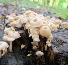 Lentinellus micheneri