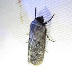 Sympistis sectiloides