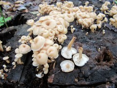 Lentinellus micheneri