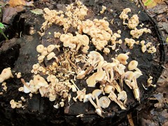 Lentinellus micheneri