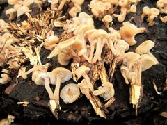 Lentinellus micheneri