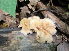 Lentinellus micheneri