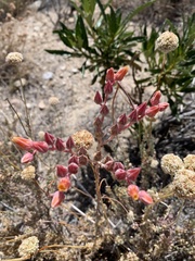 Dudleya saxosa
