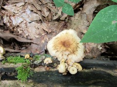 Lentinellus micheneri