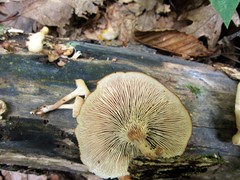 Lentinellus micheneri