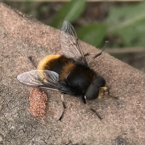 Furry Dronefly