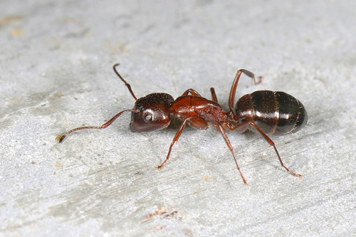 Nearctic Carpenter Ant photo 3