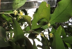 Robsonodendron eucleiforme