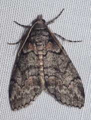 Smyriodes trigramma