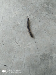 Asiomorpha coarctata