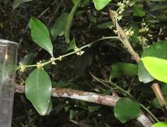 Robsonodendron eucleiforme