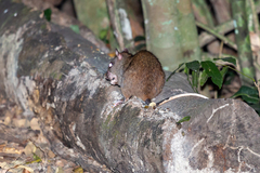 Uromys caudimaculatus