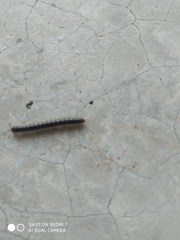 Asiomorpha coarctata