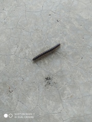 Asiomorpha coarctata