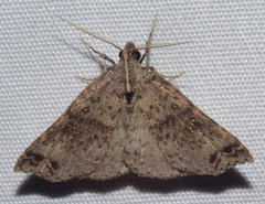 Lithilaria proestans