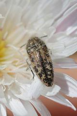 Acmaeodera hepburnii