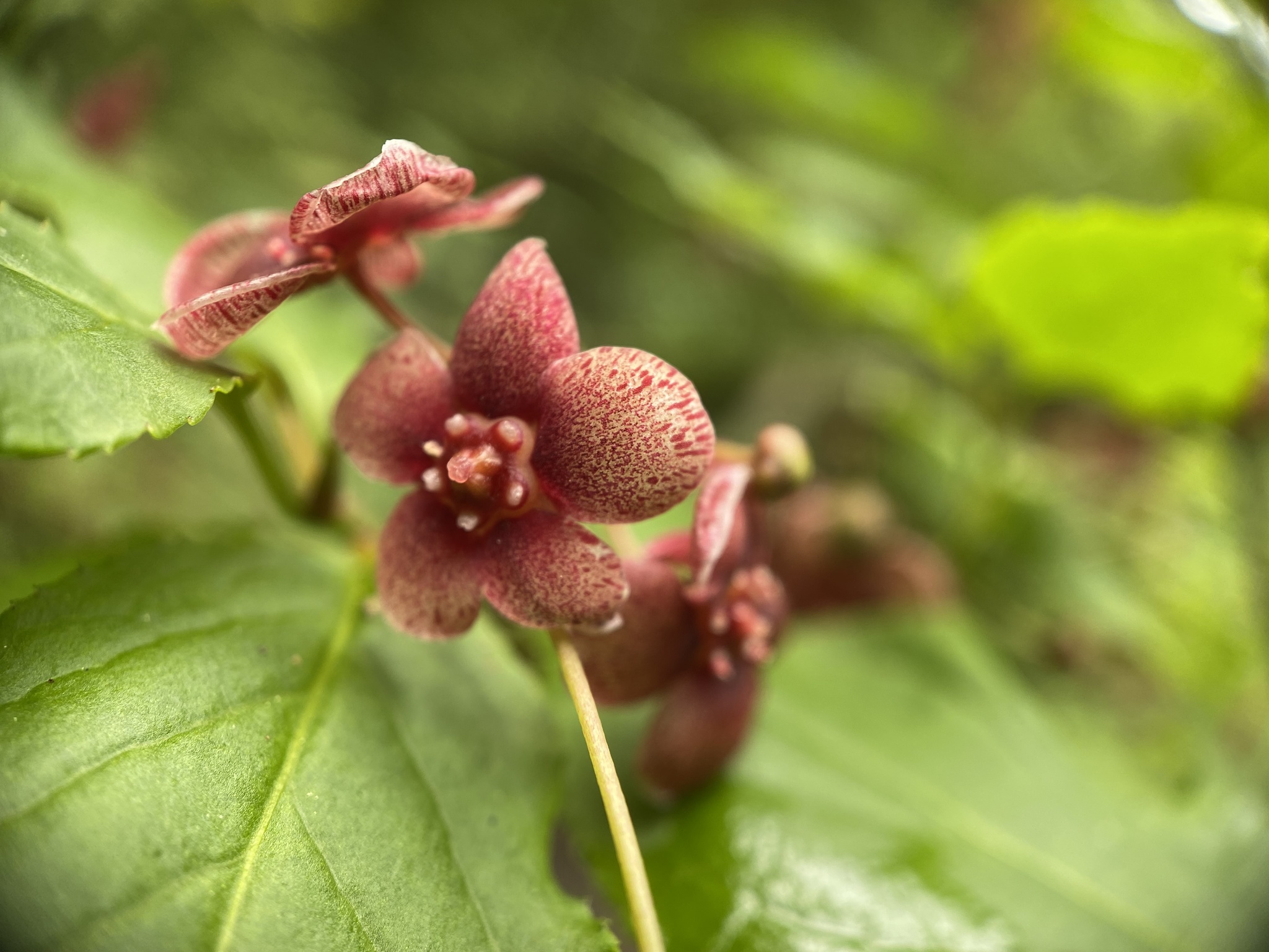 Euonymus occidentalis var. occidentalis