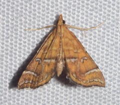 Musotima ochropteralis