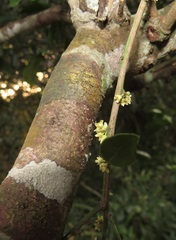 Robsonodendron eucleiforme