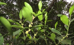 Robsonodendron eucleiforme