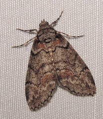 Smyriodes trigramma