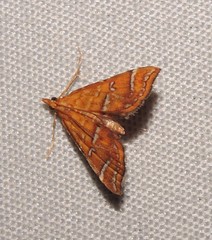 Musotima ochropteralis