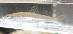 Notropis stramineus