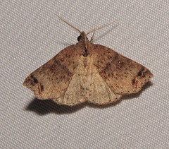 Lithilaria proestans