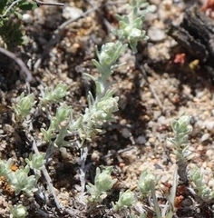 Stylocline gnaphaloides