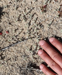 Stylocline gnaphaloides