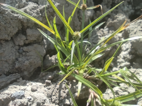 Kyllinga brevifolia var. brevifolia image