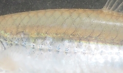 Notropis stramineus