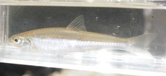 Notropis stramineus